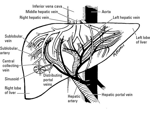 All blood from the liver is drained by the hepatic veins into the inferior vena cava.