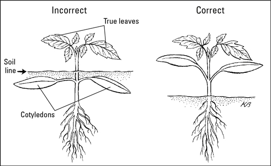 Plant seedlings at the correct depth.