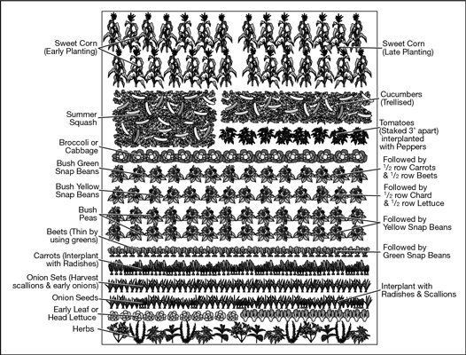 Garden plan showing succession plantings.