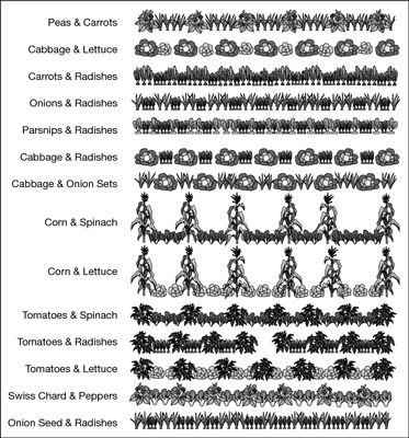 Garden plan showing interplanting.