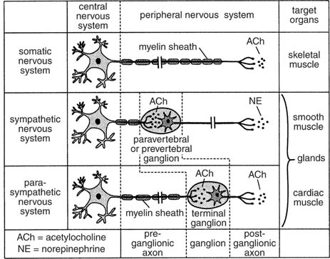 somatic nervous system. The Autonomic Nervous System