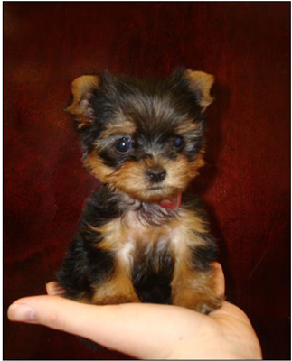 Teacuppuppies Care on Teacup Yorkies Aren T True Yorkshire Terriers  They Can Also Require