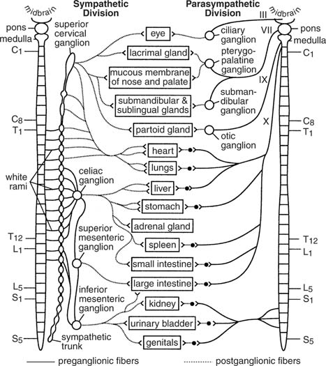 Receptors In The Nervous System. The Autonomic Nervous System