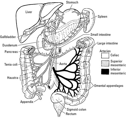 The small intestine has three segments: the duodenum, the jejunum, and the ileum.