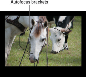 Frame your subject so that it falls within the autofocus brackets.