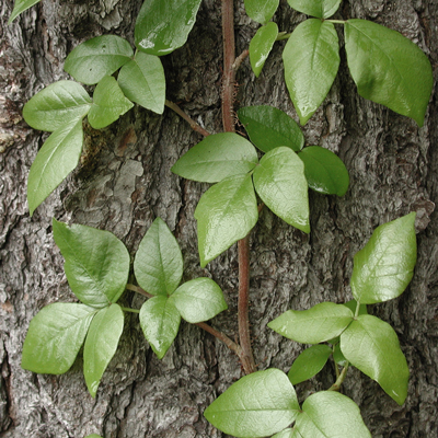 poison oak vine pictures. Poison Oak: Like its ivy