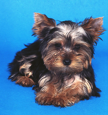 golden retriever puppy cut. Some Yorkies sport a puppy cut