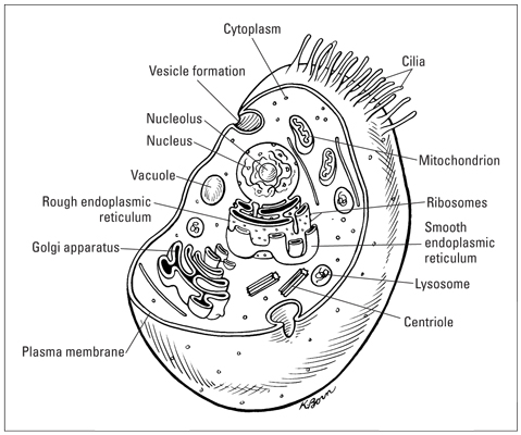  the outside could flow back inside. Structures in a typical animal cell.