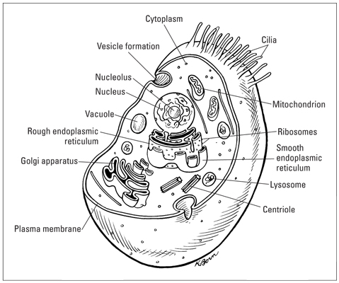 Animal Cell Nuclear Membrane. If the plasma membrane didn#39;t