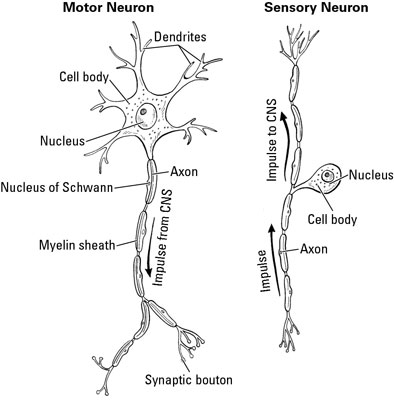 A motor neuron carries signals away from the central nervous system.