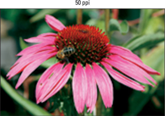 At 50 ppi, the image has a jagged, pixelated look.
