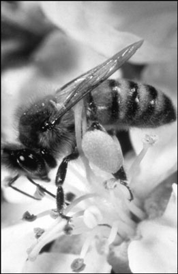 This bee’s pollen baskets are filled. She can visit 10 flowers every minute, and may visit mo