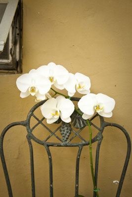 Photographed with a normal angle of view (50mm). Zooming in, and shooting with a normal focal lengt