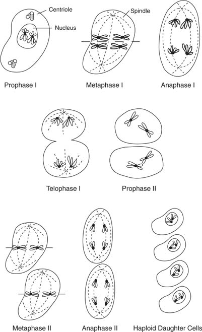 steps of meiosis. Meiosis