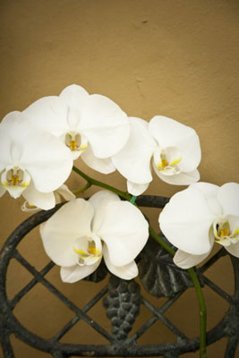 Photographed with the longest angle (135mm). Maximizing your focal length (when using a zoom lens)