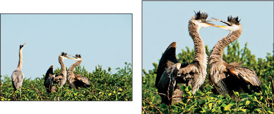 A high-resolution original (left) enabled the photographer to crop the photo and still have enough