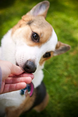 Brooke, a normally shy dog, came out of her shell for some treats.