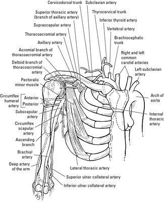 subclavian artery branches