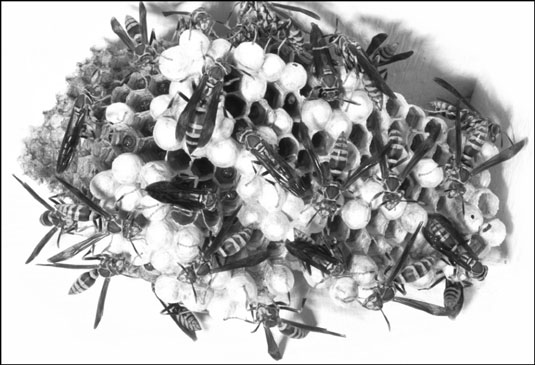The wasp is clearly identified by its smooth hairless body and narrow wasp waist.