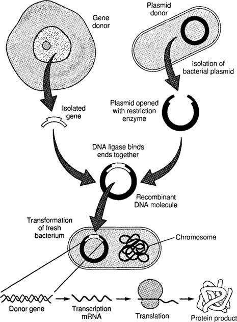 recombinant dna semblance