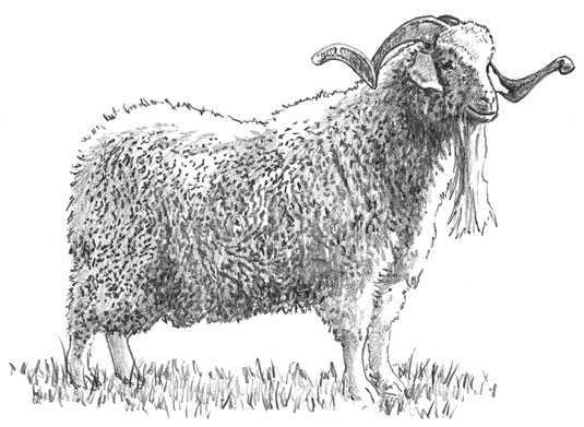 Angora Buck