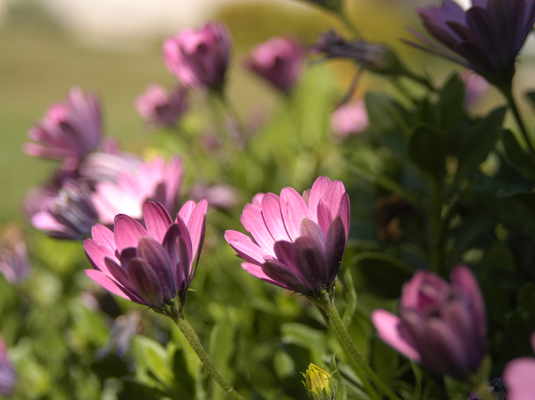 The larger the depth of field, the greater the zone of sharp focus.