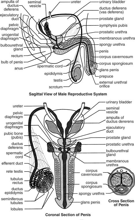 The Male Reproductive System