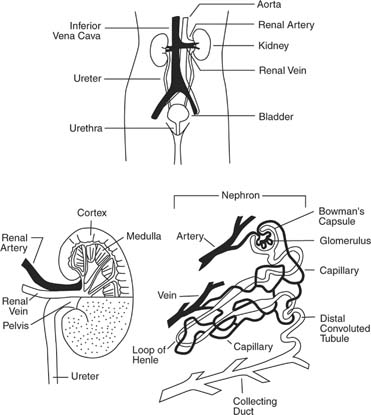 excretory system in humans. Human Excretory System -