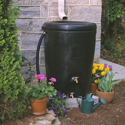 A rain barrel collects water from the building’s roof for use in the garden. [Credit: Rain Wa