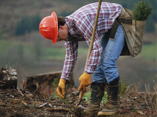 Planting trees gets you out in nature and doing something good for it as well. [Credit: PhotoDisc,