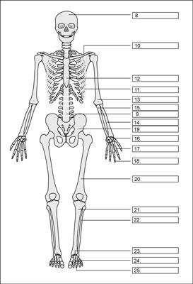 [Credit: From LifeART®, Super Anatomy 1, © 2002, Lippincott Willi