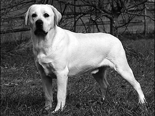 Healthy Labrador Weight