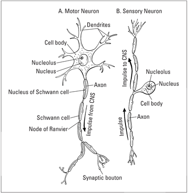 motor neuron  function