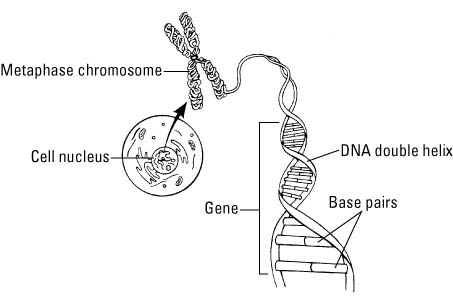 Chromosomes In Nucleus