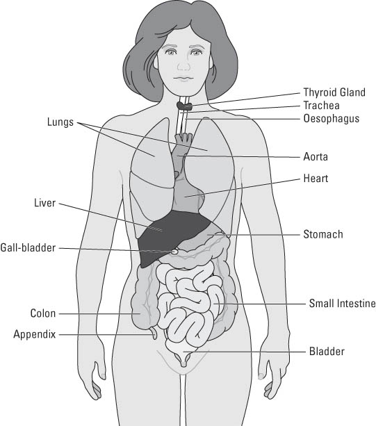 organs in human body. Human body organs