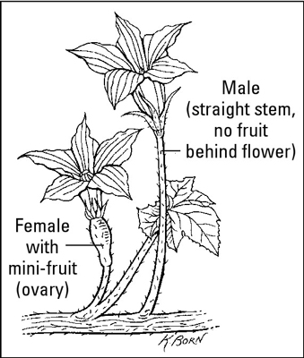 Male flowers are long and thin, whereas female flowers are short and have a minifruit behind their
