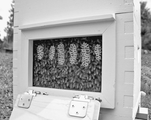 An observation Warré hive from the House of Bees. [Credit: Photograph courtesy of Darren Gordo