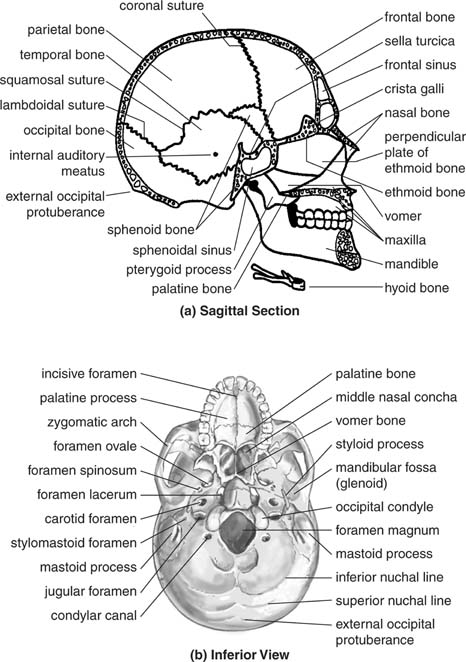 sutures in skull. Skull: Cranium and Facial