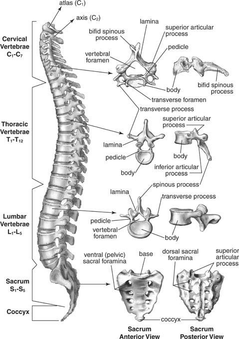 Thoracic vertebrae - Wikipedia, the free.
