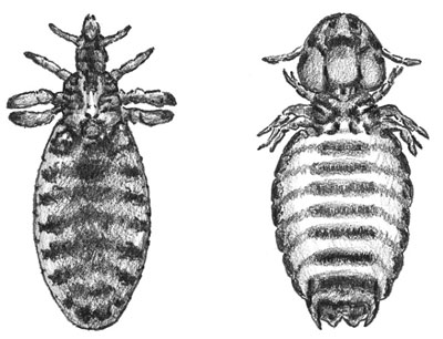 The head of a biting louse (left) is smaller than that of a sucking louse (right).
