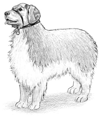 After your puppy is used to a nose strap, you’ll be able to guide her like a horse on a halte