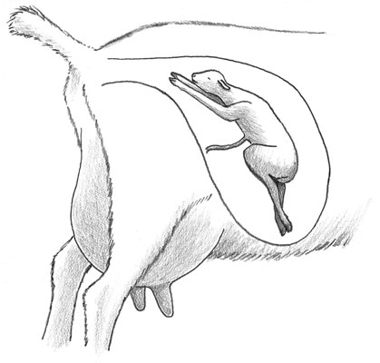 In a normal birth presentation, the goat is positioned head first, with its hooves outstretched.