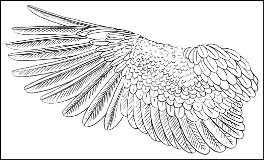 Figure 7 The basic construction of a wing