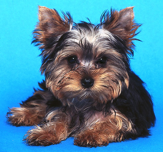Figure 1: The coat on a Yorkie pup is short and layered all over the body 
