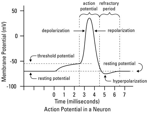 Nerve Excitation