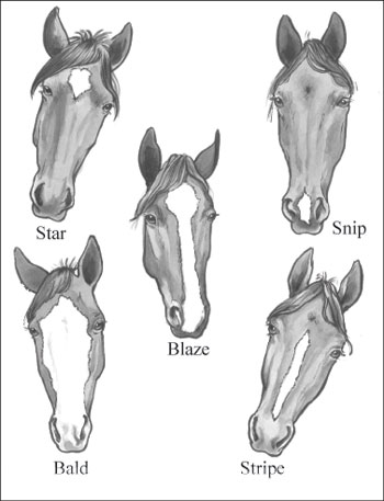 Figure 4 shows typical white leg markings on horses. They include