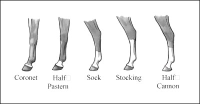 Figure 4: You can find a variety of white leg markings on horses