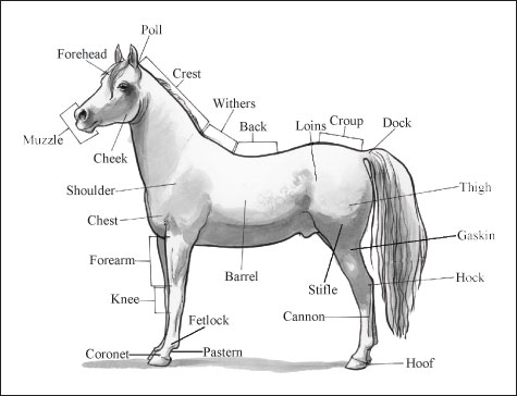 markings on horse. Without healthy hooves, horses