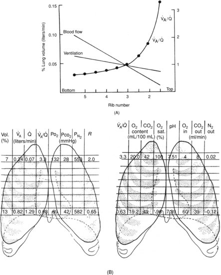 Ventilation Perfusion Coupling