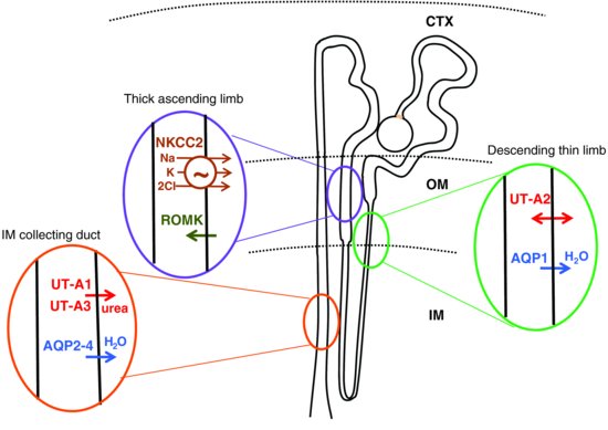 Nephron Transporters